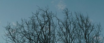 The Pack screenshot 2