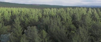 The Pack screenshot 3