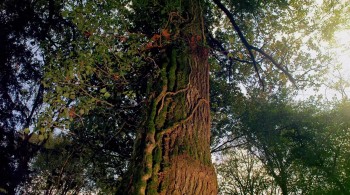 Tiny Giants 3D screenshot 1