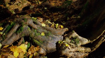 Tiny Giants 3D screenshot 3