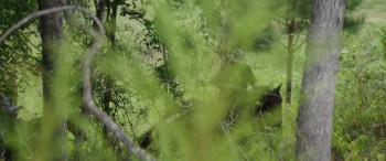 The Duel screenshot 1