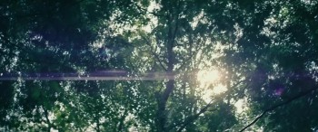 The Sea of Trees screenshot 1