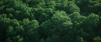 The Sea of Trees screenshot 2