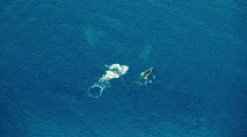 Humpback Whales screenshot 1