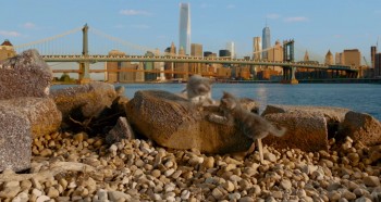 Nine Lives screenshot 1