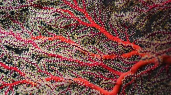 The Last Reef 3D screenshot 1