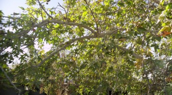 The Horde screenshot 1