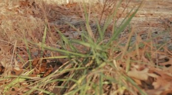 Night of Something Strange screenshot 1