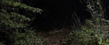 Viking Legacy screenshot 1