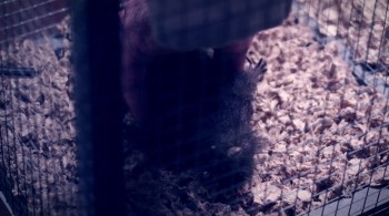 Attack of the Killer Donuts screenshot 2