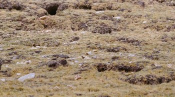 Born in China screenshot 1