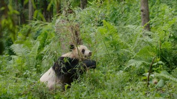 Born in China screenshot 2