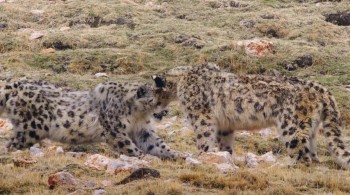 Born in China screenshot 3