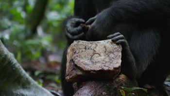 Chimpanzee screenshot 1