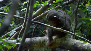 Chimpanzee screenshot 2