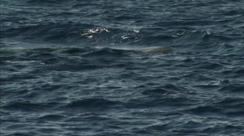 A Plastic Ocean screenshot 2