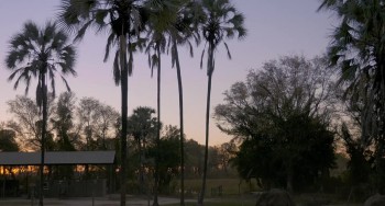 Naledi: A Baby Elephant's Tale screenshot 1