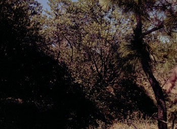 Captain from Castile screenshot 1