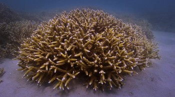 Chasing Coral screenshot 1