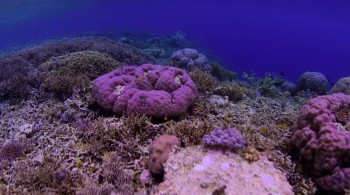 Chasing Coral screenshot 2