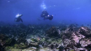 Chasing Coral screenshot 3