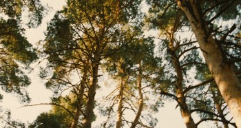 Pan's Labyrinth screenshot 1