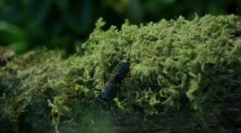 If There Be Thorns screenshot 3