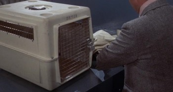 For the Love of Benji screenshot 3