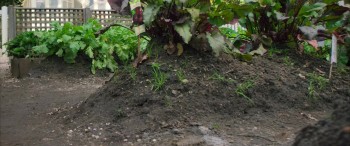 Peter Rabbit screenshot 2