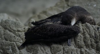 I'd Kill for You screenshot 3