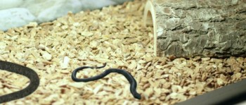 Snake Outta Compton screenshot 2