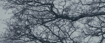 Walk with Me screenshot 1