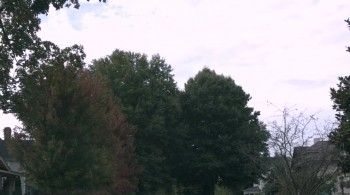 Night Howl screenshot 2