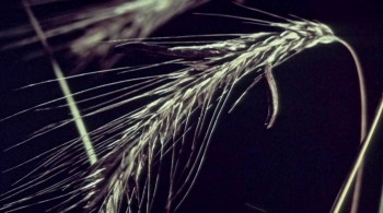 The Substance: Albert Hofmann's LSD screenshot 1