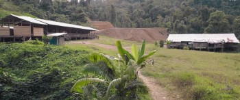 Tawai: A Voice from the Forest screenshot 1