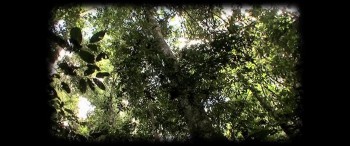 Tawai: A Voice from the Forest screenshot 2