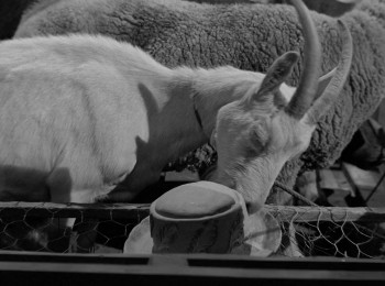 The Egg and I screenshot 2