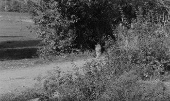 Au Hasard Balthazar screenshot 1