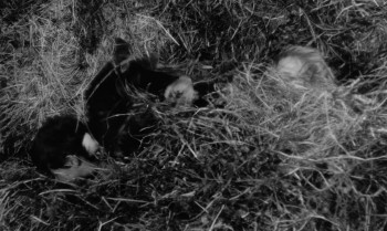 Au Hasard Balthazar screenshot 3