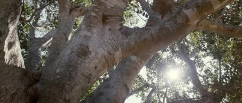 The Tree screenshot 2