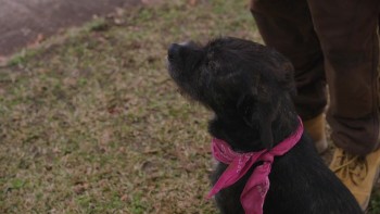 Texas Heart screenshot 2