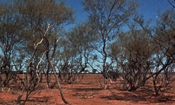 Nobody Runs Forever screenshot 1