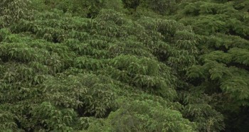 Mighty Joe Young screenshot 1