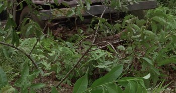 Mighty Joe Young screenshot 2