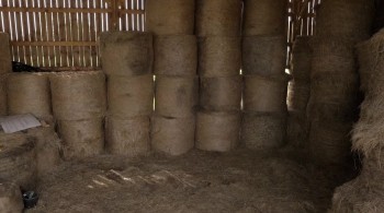 Kittenhood screenshot 2