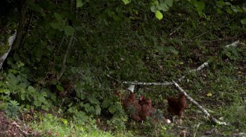 A Thousand Days of Solitude screenshot 2