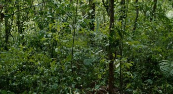 Apocalypto screenshot 1