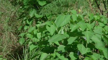 Zombie 3 screenshot 1