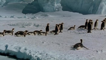 March of the Penguins screenshot 3