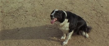 The Appaloosa screenshot 2